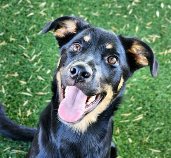 Austen - German Shepherd Dog