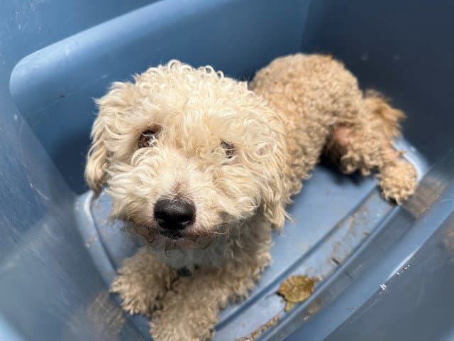 Quincy - Poodle (Miniature)
