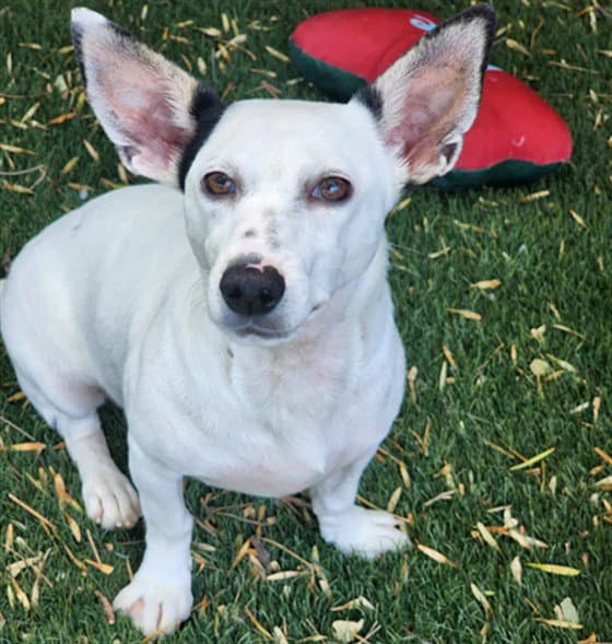 Raven - Chihuahua
