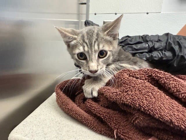 Paul - Domestic Short Hair
