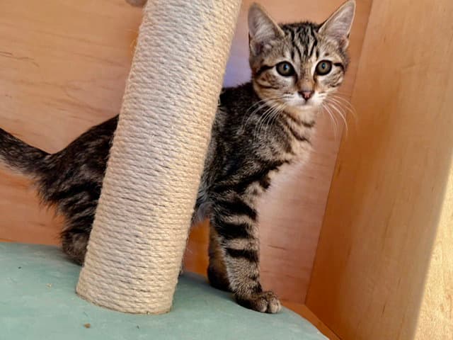 Harriet - Domestic Short Hair