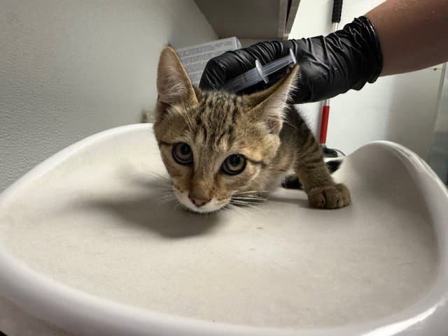Samuel - Domestic Short Hair