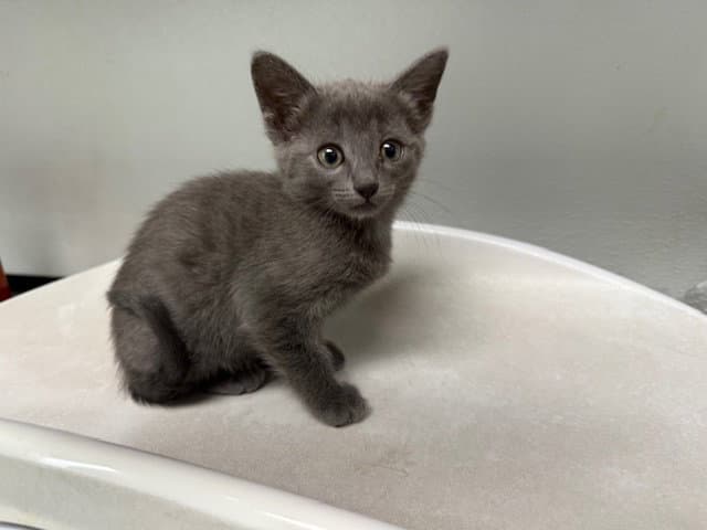 Martha - Domestic Short Hair