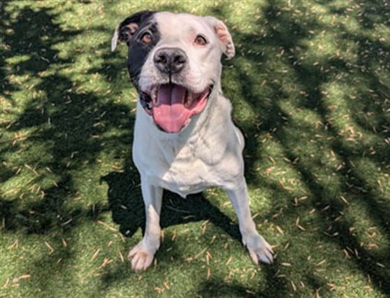 Denver - Pit Bull Terrier