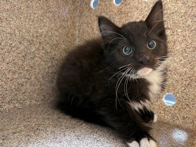 Penguin - Domestic Short Hair