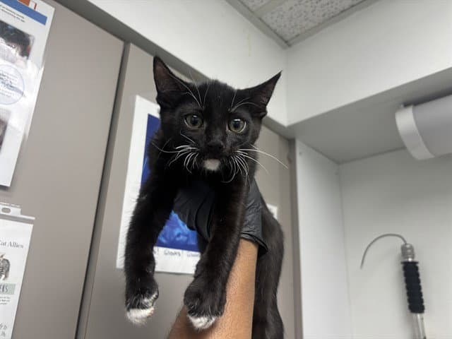 Goatee - Domestic Short Hair