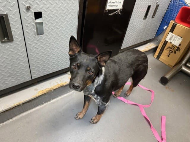 Dakota - Australian Cattle Dog/Blue Heeler