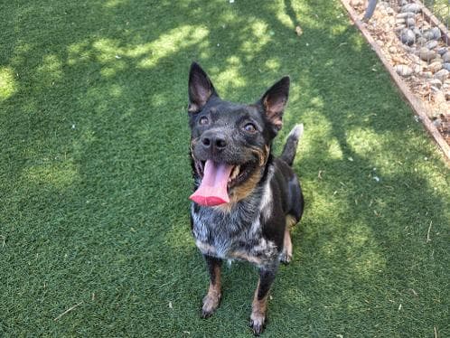 Dakota - Australian Cattle Dog/Blue Heeler