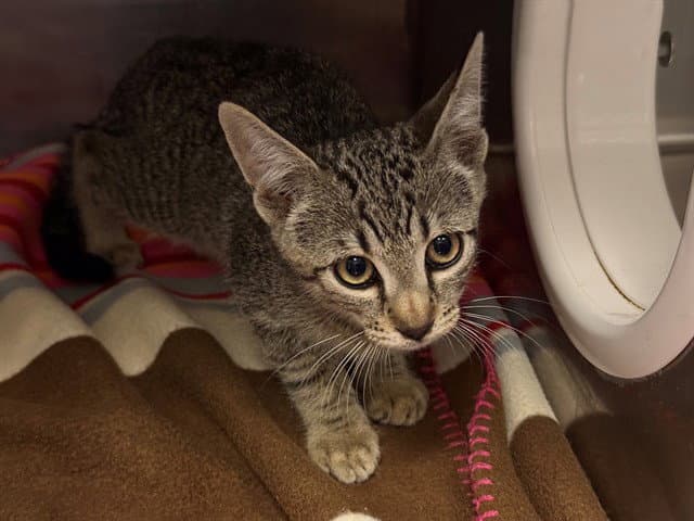 Jefferson - Domestic Short Hair