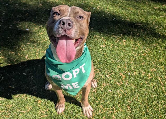 Eagle - Pit Bull Terrier