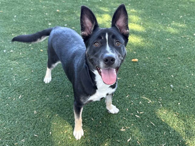 Kennedy - German Shepherd Dog