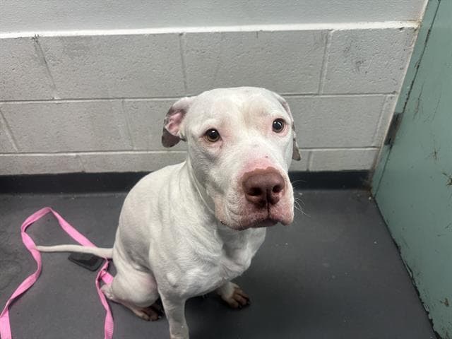 Bubbles - Pit Bull Terrier