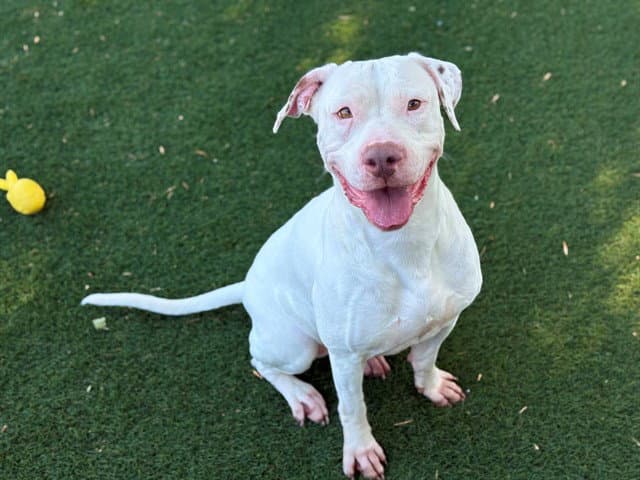 Bubbles - Pit Bull Terrier