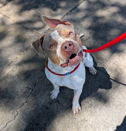 Crockett - American Pit Bull Terrier