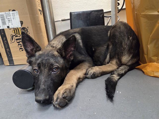 Lincoln - German Shepherd Dog
