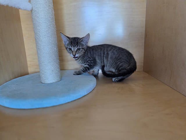 Emmy Demmy Ding Dong - Domestic Short Hair