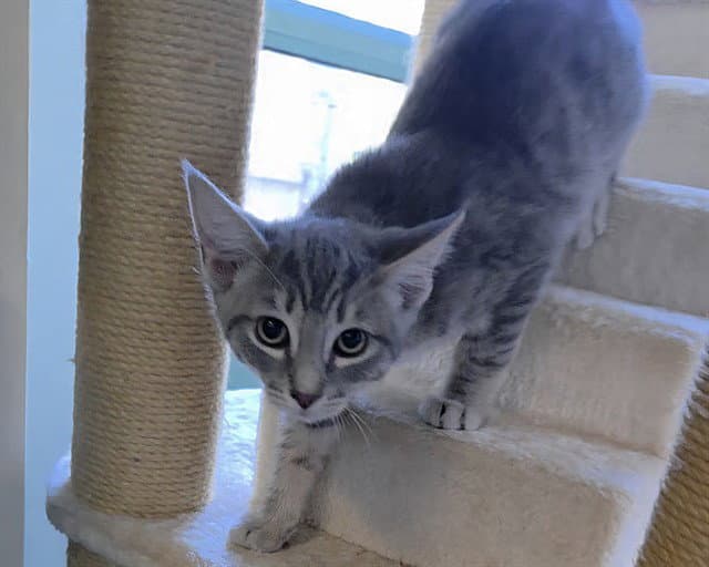 Chippy Dippy Dopy Dup - Domestic Short Hair