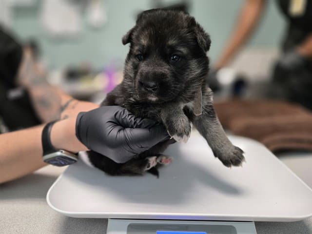 Columbia - German Shepherd Dog
