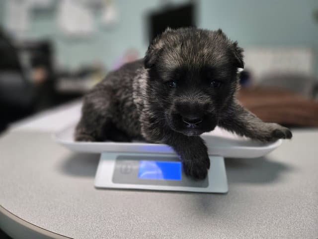 Yukon - German Shepherd Dog