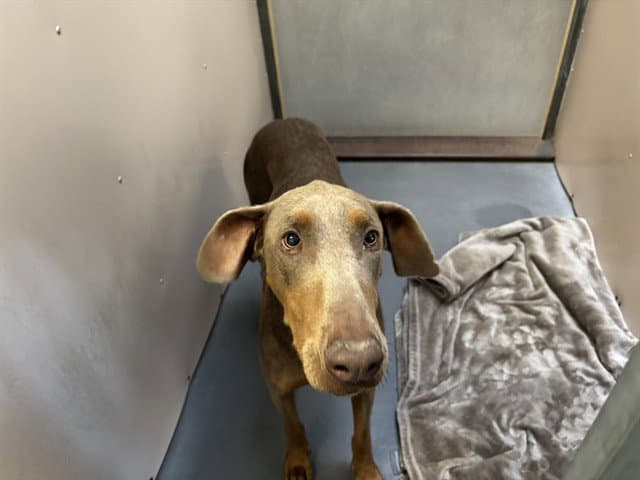 Scarlet - Weimaraner