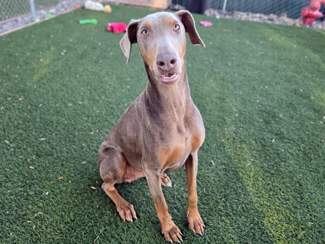 Scarlet - Doberman Pinscher