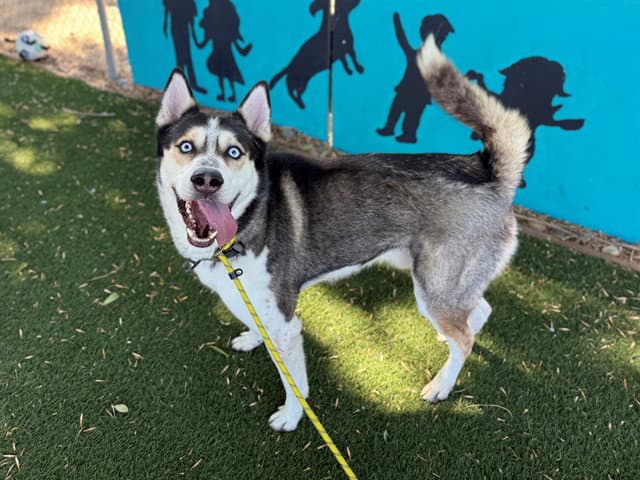 Louis - Siberian Husky