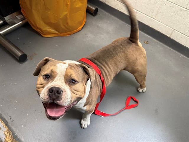 Lafayette - Pit Bull Terrier