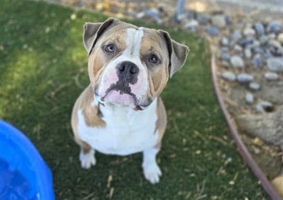 Lafayette - Pit Bull Terrier