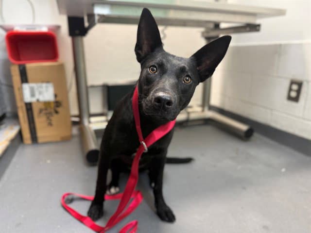 Clementine - Labrador Retriever