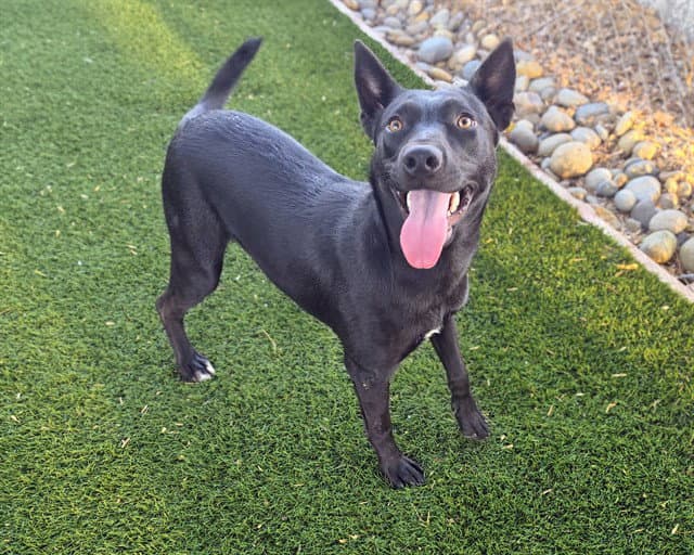Clementine - Labrador Retriever
