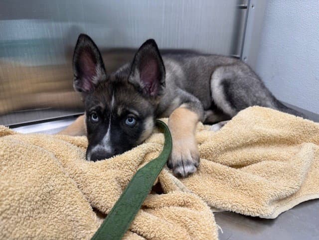 Sailor - Siberian Husky