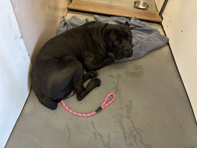Hunter - Cane Corso Mastiff