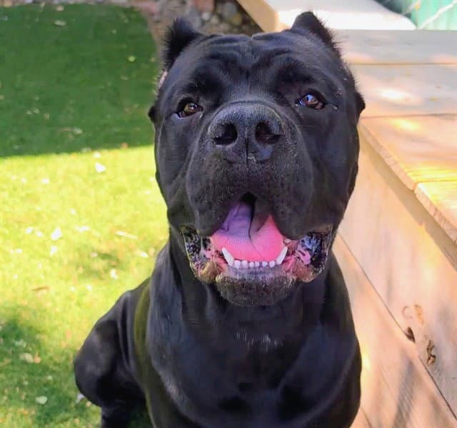 Hunter - Cane Corso Mastiff