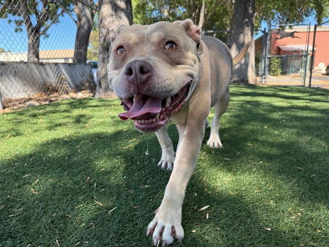 Saffron - Pit Bull Terrier