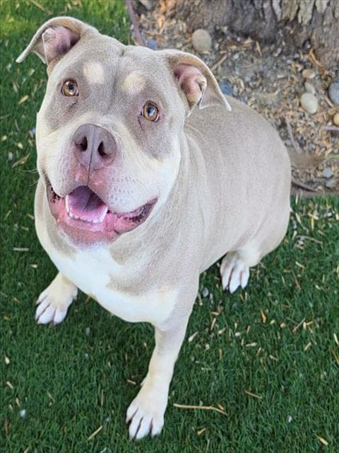 Saffron - Pit Bull Terrier
