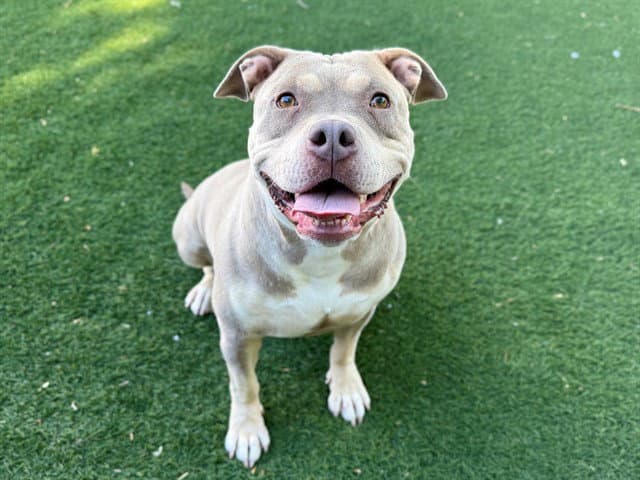 Saffron - Pit Bull Terrier