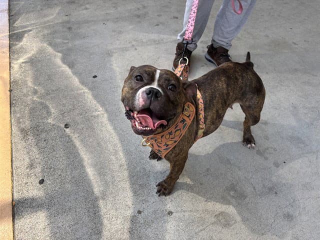 Tulip - Pit Bull Terrier