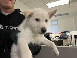 Mochi image 1