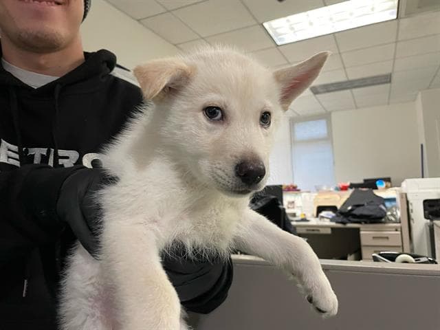 Mochi - Siberian Husky