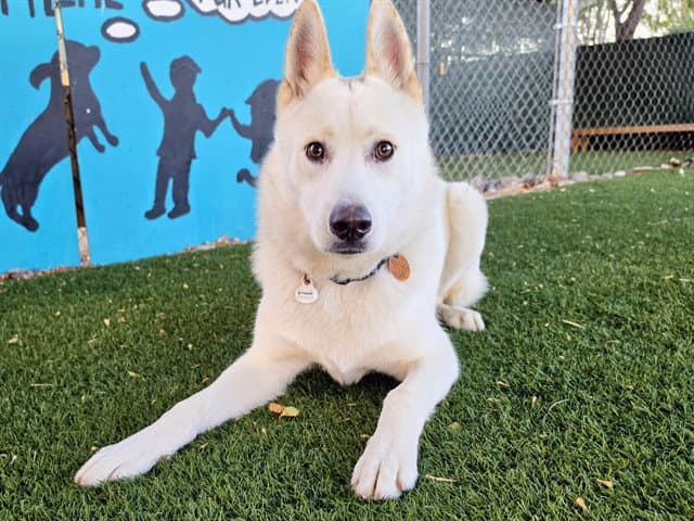 Mochi - Siberian Husky