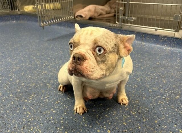 Daffodil - French Bulldog