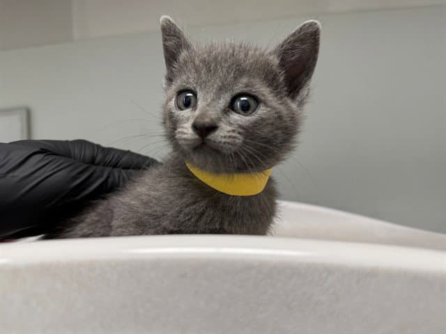 Missouri - Domestic Short Hair