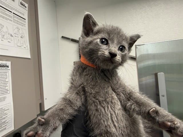 Colorado - Domestic Medium Hair