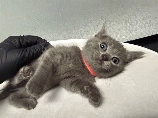 Ohio - Domestic Medium Hair