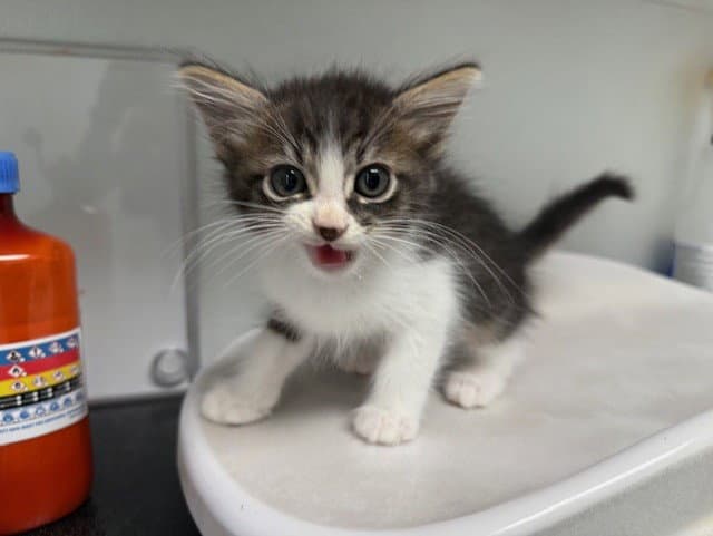 Peter Pan - Domestic Medium Hair