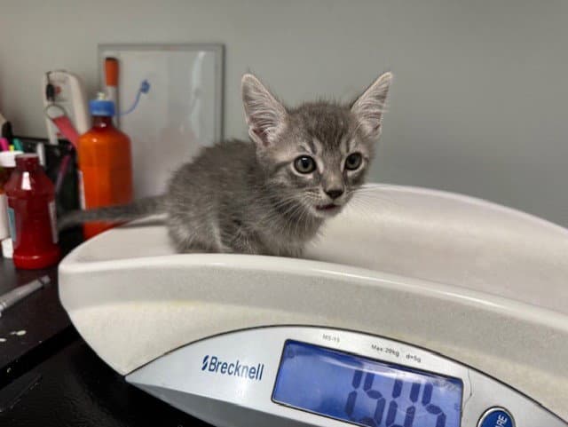 Popcorn - Domestic Short Hair
