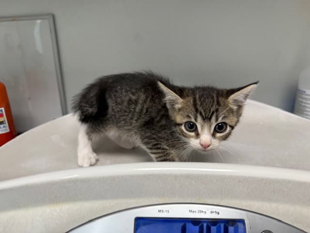Wendy - Domestic Short Hair