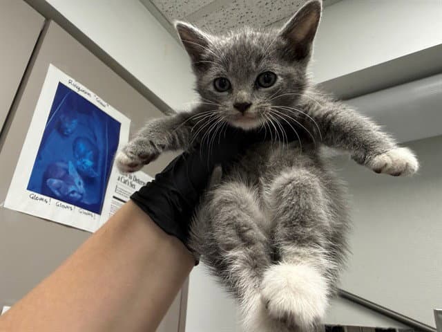 Mississippi - Domestic Short Hair