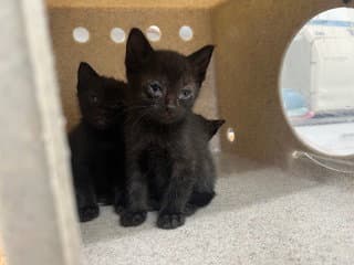 Spunk - Domestic Short Hair