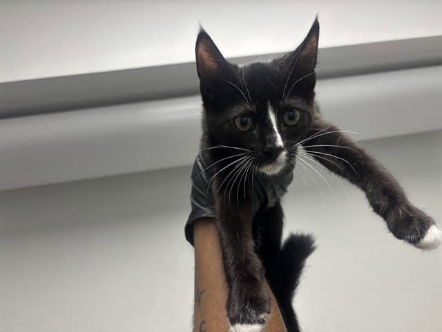 Black Pepper - Domestic Short Hair